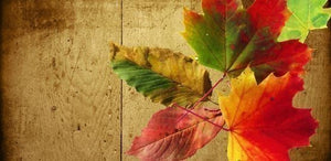 Make Your Home Cosy This Winter