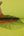 Lars-Contzen-Rendez-Vous-Roses-Lime-Wallpaper-by-AS-Creation-94407-2