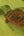 Lars-Contzen-Rendez-Vous-Roses-Lime-Wallpaper-by-AS-Creation-94407-2