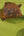 Lars-Contzen-Rendez-Vous-Roses-Lime-Wallpaper-by-AS-Creation-94407-2
