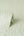 Milano-Bellagio-Plain-Texture-Wallpaper-Green-by-Vymura-M95654