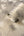 Valentino-Pine-Trail-Wallpaper-Soft-Mocha-by-Belgravia-Decor-GB-1934
