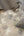 Valentino-Pine-Trail-Wallpaper-Soft-Mocha-by-Belgravia-Decor-GB-1934