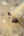 Valentino-Pine-Trail-Wallpaper-Champagne-by-Belgravia-Decor-GB-1933