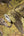 Pint-Walls-Animal-Jungle-Green-Yellow-Wallpaper-by-AS-Creation-38724-2