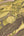 Pint-Walls-Animal-Jungle-Green-Yellow-Wallpaper-by-AS-Creation-38724-2