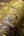 Pint-Walls-Animal-Jungle-Green-Yellow-Wallpaper-by-AS-Creation-38724-2