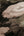 History-Of-Art-Floral-Black-Cream-Rose-Wallpaper-by-AS-Creation-37650-4