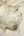 Gianni-Trailing-Feather-Natural-Beige-Wallpaper-by-Vymura-M95694