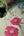 Botanist-Panel-Sage-Wallpaper-by-Belgravia-Decor-4773