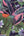 Passion-Flower-Navy-Wallpaper-by-Arthouse-921703