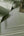 Amara-Wood-Panel-Wallpaper-Sage-by-Belgravia-Decor-GB-7400