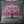 Pink Cherry Tree Large Cushion from SHH