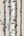 Birch-Tree-Heavyweight-Wallpaper-Natural-by-Fine-Decor-FD31051S