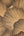 The-Trend-Spectrum-Terracotta-Wallpaper-by-AS-Creation-79233-3